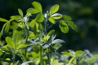 Plantes galactologues alfalfa