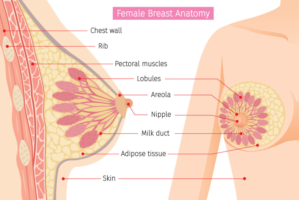 schéma lactation