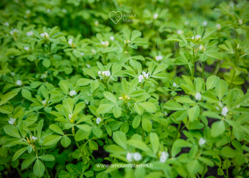 fenugrec plante fleurie